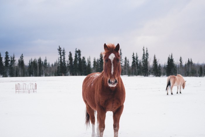 Brown horse in a snowy field with trees
