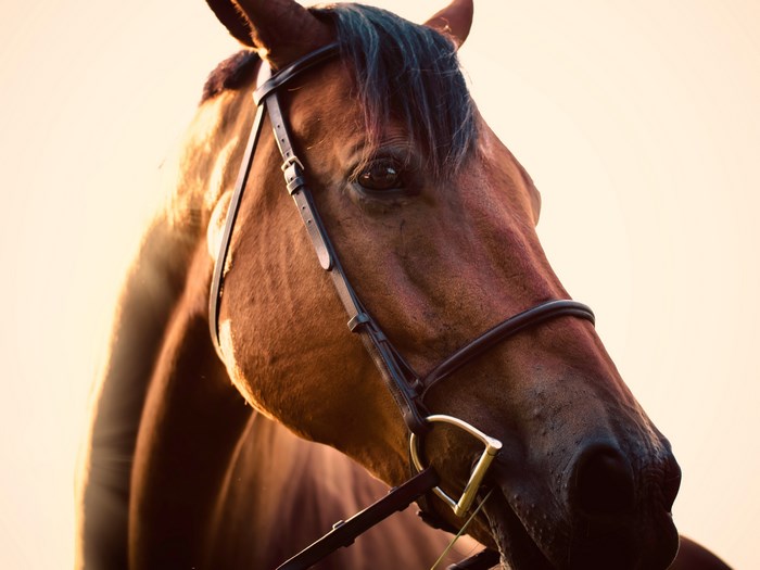 Close up of a brown horse's head with bridle