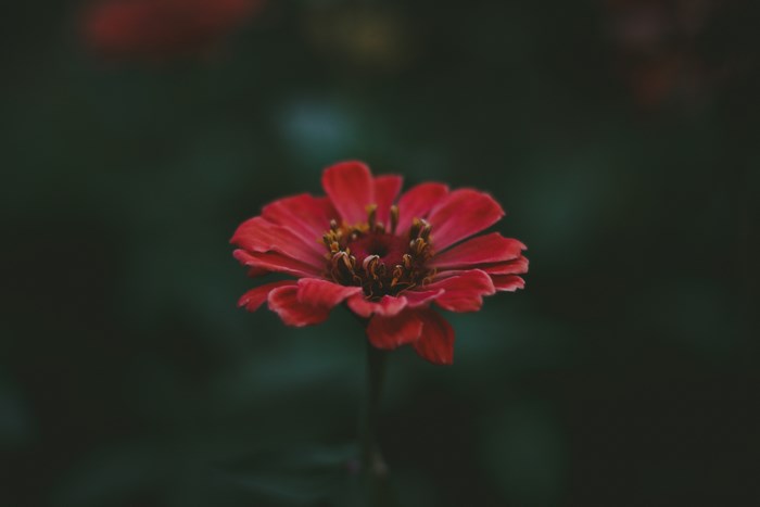 Red flower with dark background