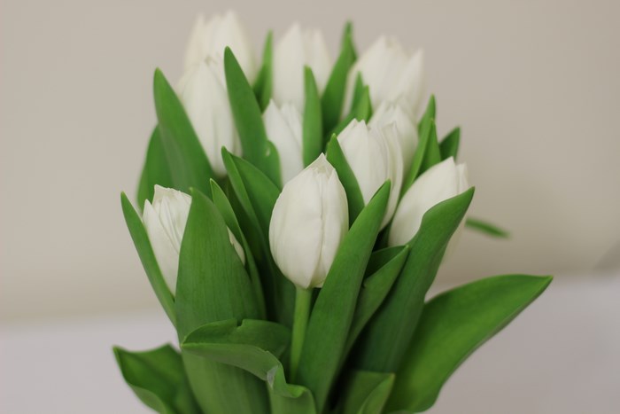 A bouquet of white tulips with green leaves