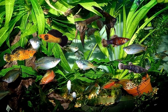 Aquarium with various colorful fish and plants