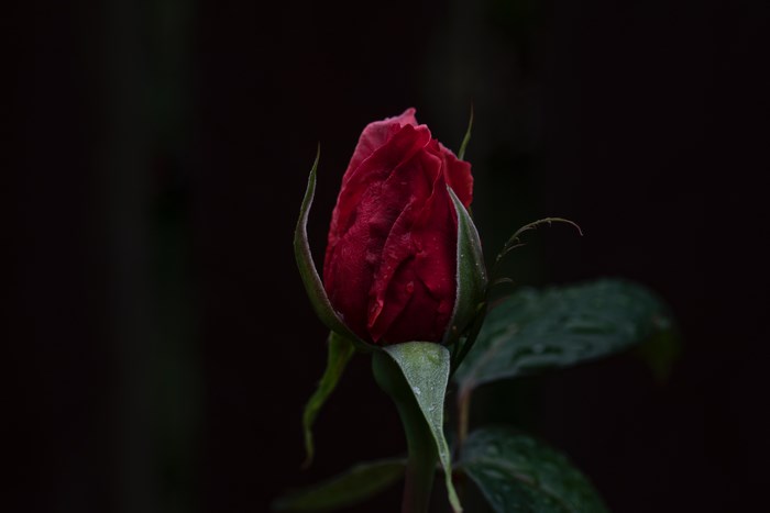 Red rose bud with water droplets on dark background