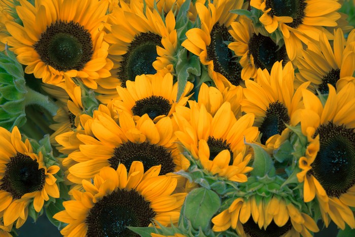 A close-up view of a bouquet of sunflowers in bloom.