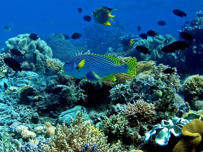 Colorful fish swim among coral reefs