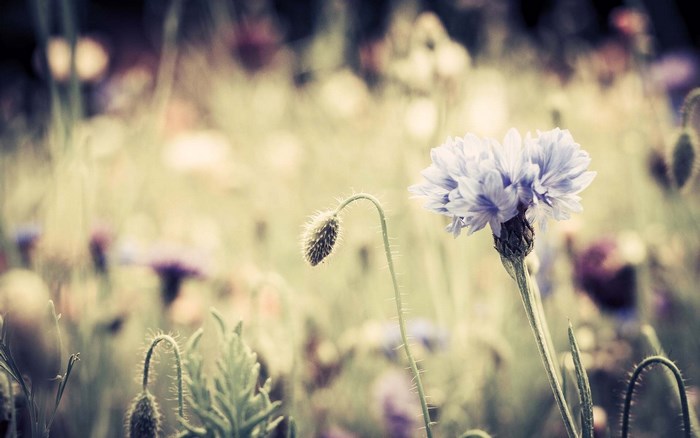 Vintage flower field with blue cornflower and poppy bud