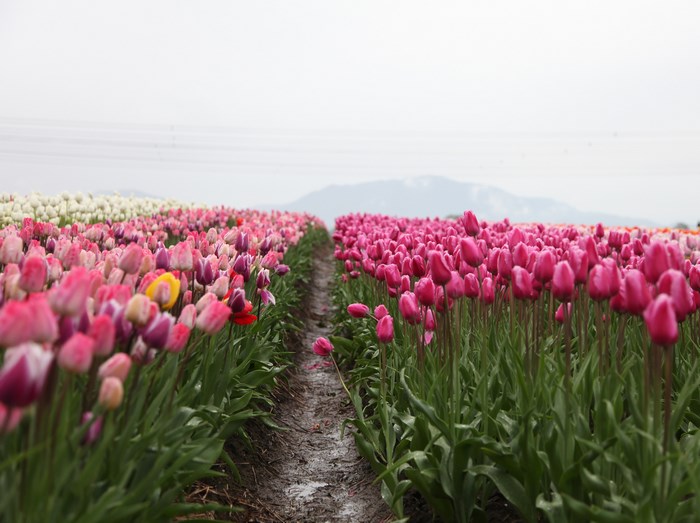 Field of Pink and White Tulips in Bloom