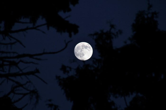 Full moon visible through silhouetted tree branches at night