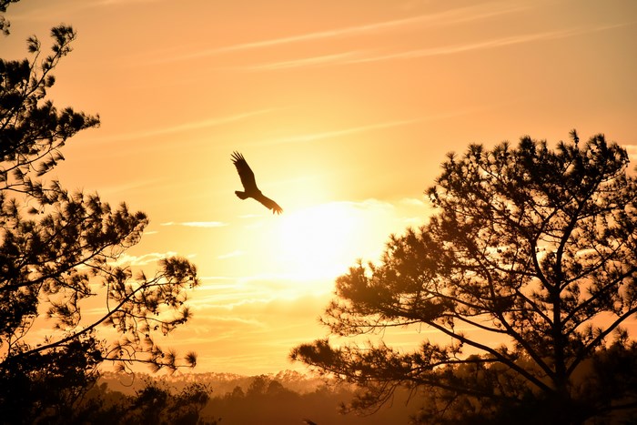 Silhouette of a bird flying at sunset over a forest