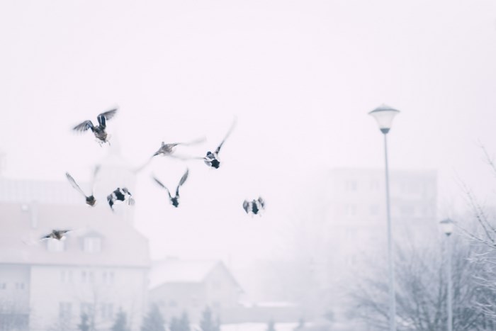 Ducks flying in a misty winter landscape