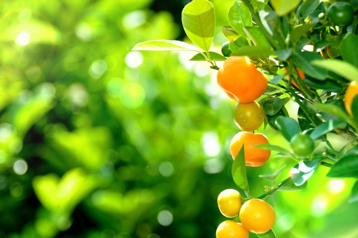 Oranges on a tree branch with green leaves