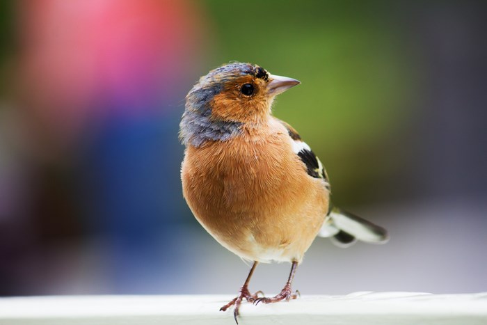 Close-up of a Chaffinch bird perched on a white surface
