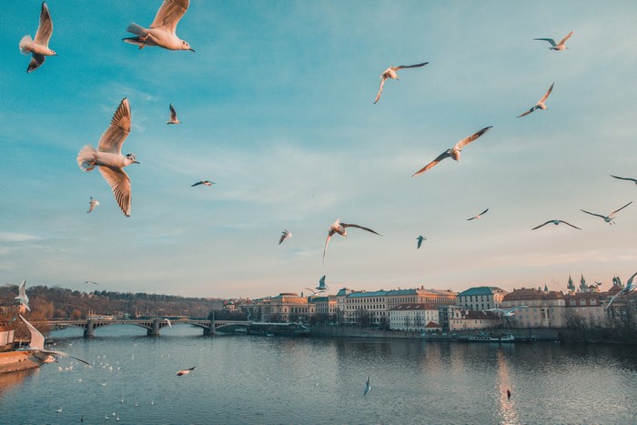 Flock of seagulls flying over Prague river and bridge