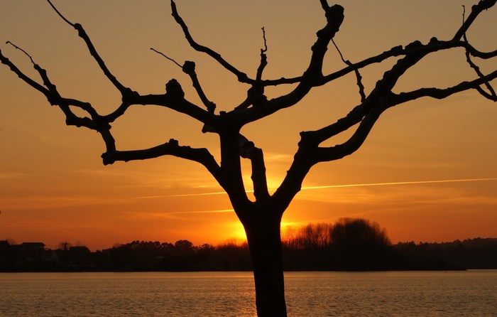 Silhouette of a tree by the water at sunset