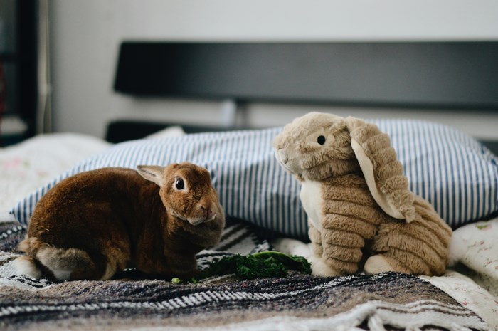 Brown rabbit and stuffed bunny on a bed
