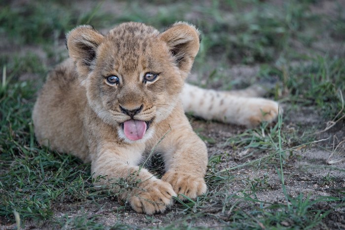 Adorable Cheetah Cub Resting on Grass