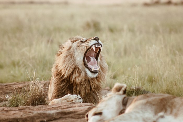 Lion yawning in a grassy field in Africa