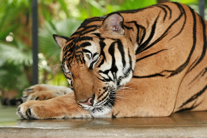 Resting Tiger with Striking Orange and Black Stripes