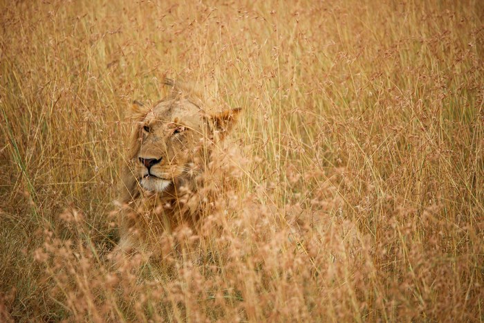Lion camouflaged in tall dry grass on safari