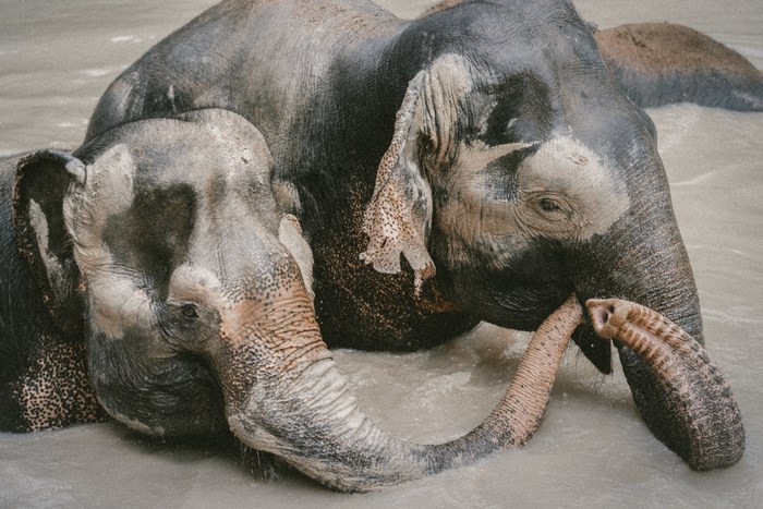 Two elephants in water with their trunks intertwined