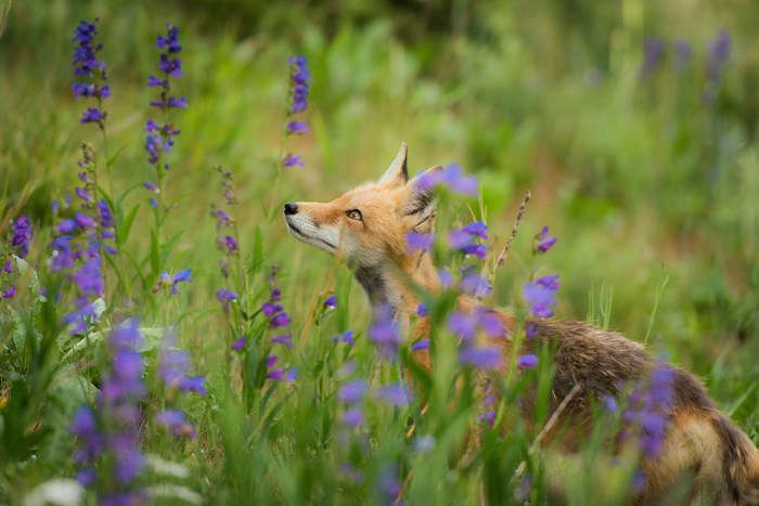 A fox looks up in a field of purple flowers
