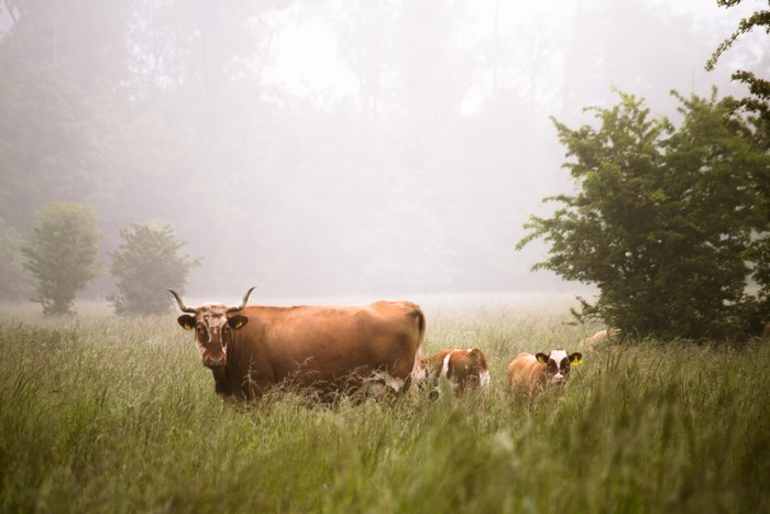 Brown cow and calves in a foggy field