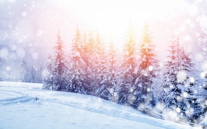 Snowy forest with sunlit trees and falling snow