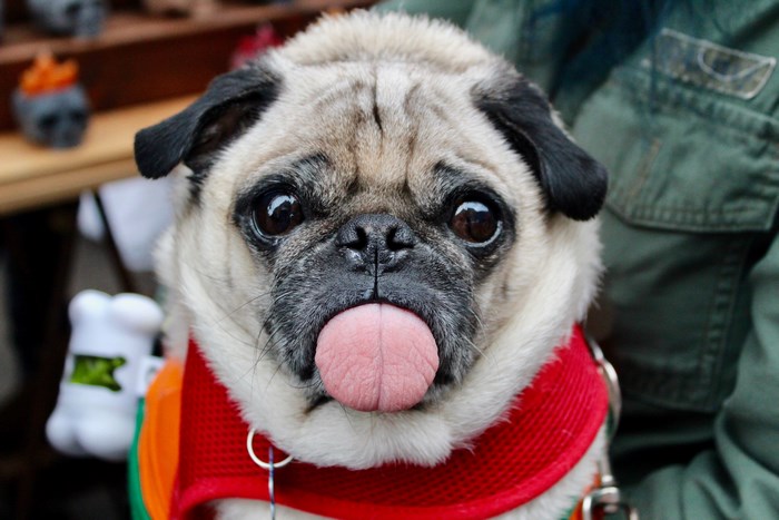 Close-up portrait of a pug with its tongue out