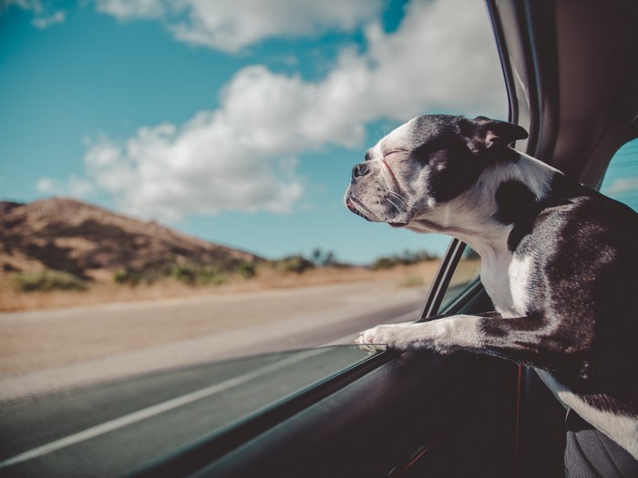 Boston Terrier Dog Enjoying a Car Ride