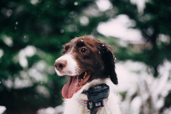 English Springer Spaniel dog in the snow