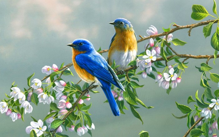 Two bluebirds on a flowering branch