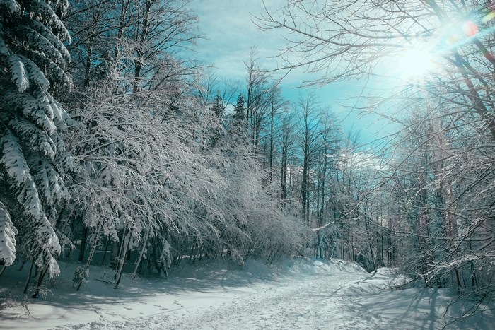Snowy forest path with sunbeams at Platak, Croatia