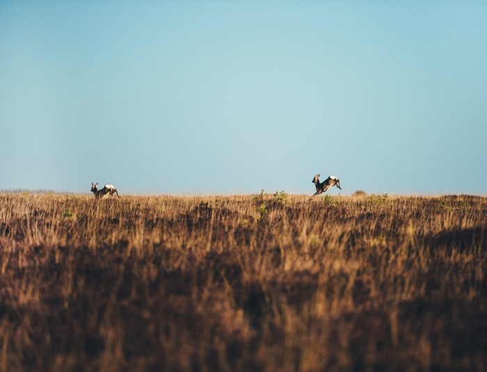 Two deer running across a grassy field under a blue sky
