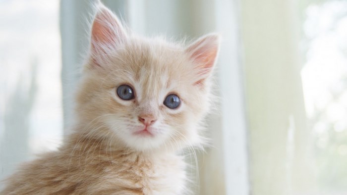Close-up of a fluffy ginger kitten with blue eyes