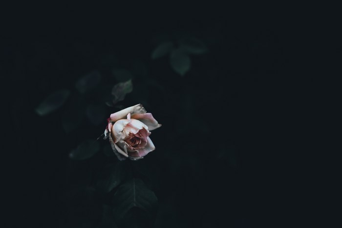 A wilting pink rose on a dark background