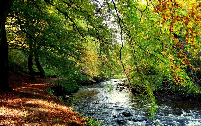 A forest path beside a flowing river in autumn