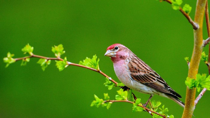 Purple Finch on a Branch with Green Leaves