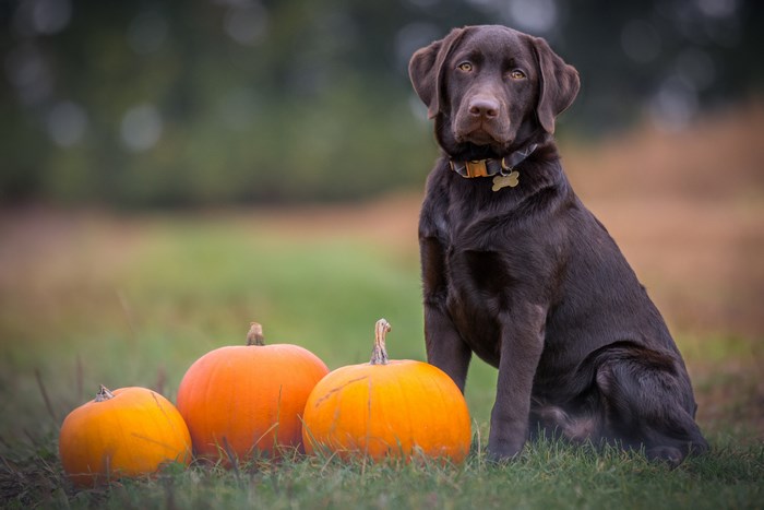 Chocolate Labrador dog with pumpkins in the grass