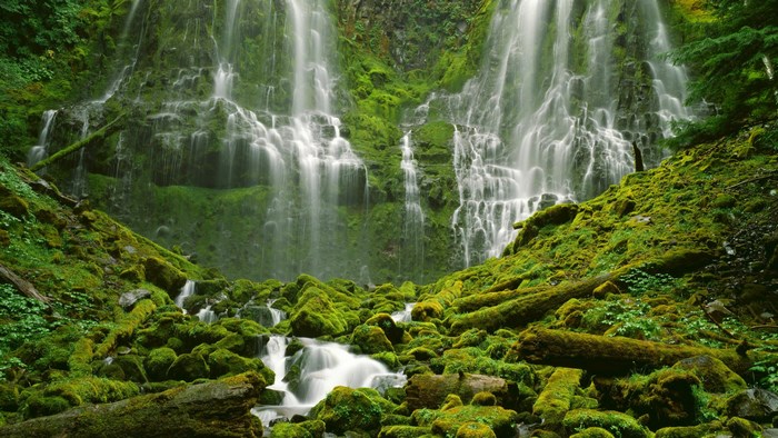 Mossy Waterfall in a Forest