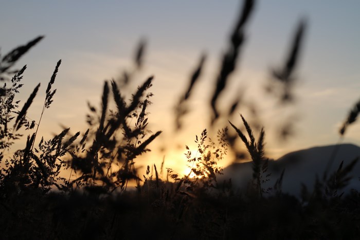 Sunrise Over Meadow in New Zealand with Grass Silhouettes