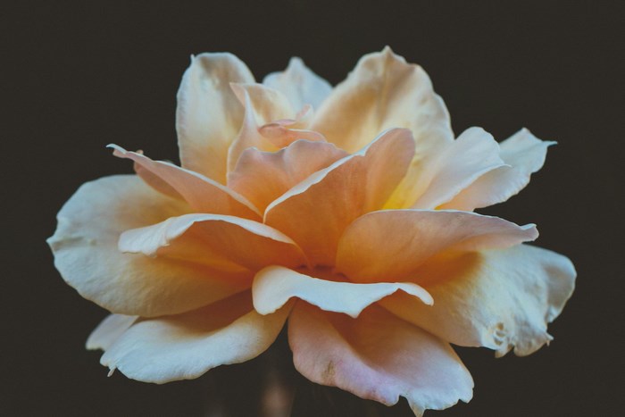 Close up of a blooming peach and white rose