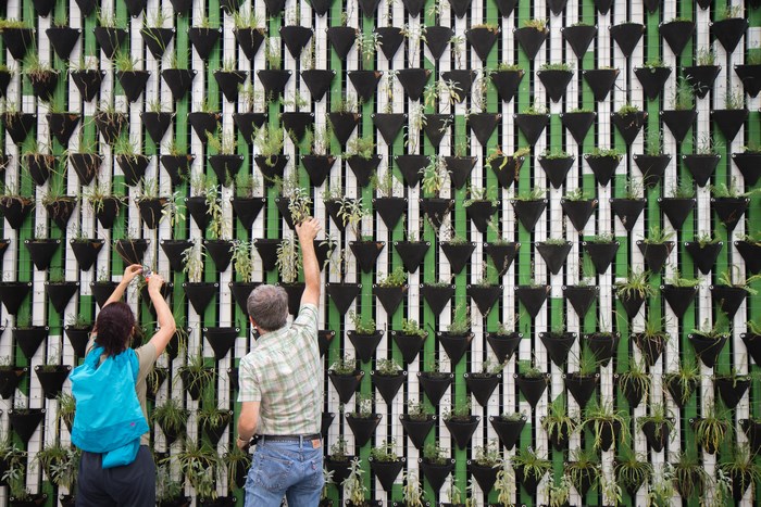 People tending to a vertical garden wall