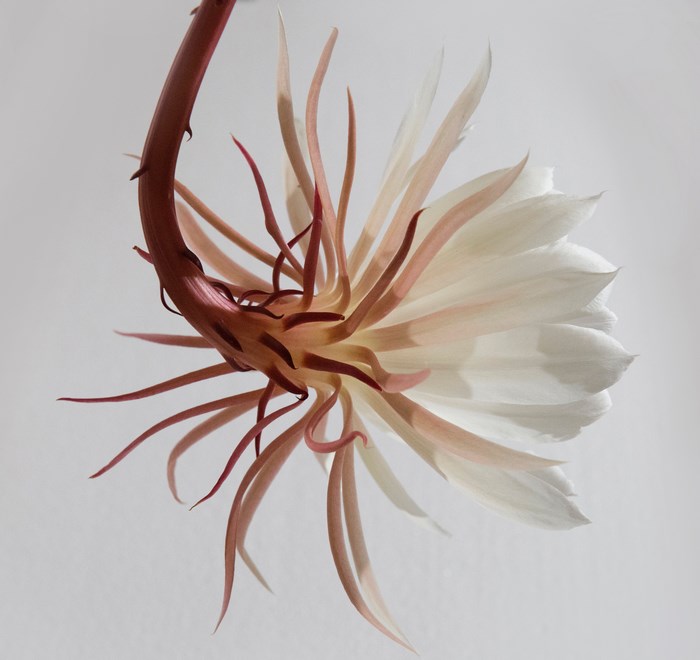 Close-up of a blooming white and pink flower with a stem
