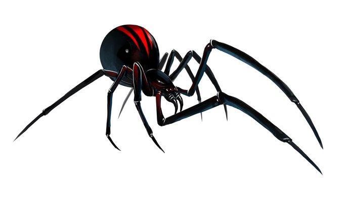 Black widow spider with red markings