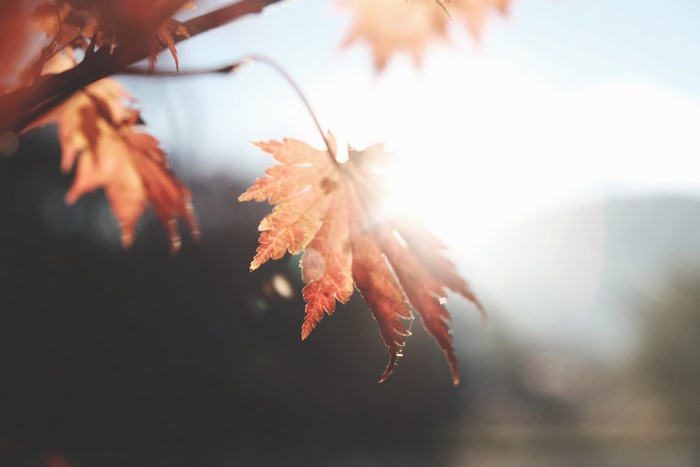 Sunlit Autumn Maple Leaves with Soft Glow