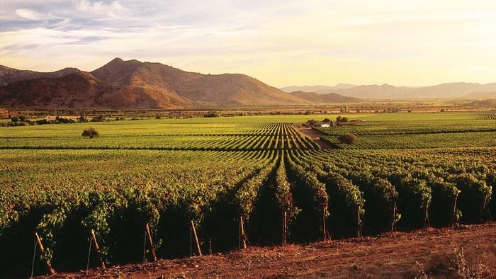 Vineyard landscape with mountains at sunset