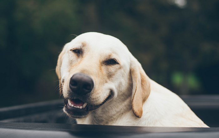 Labrador dog in the back of a truck