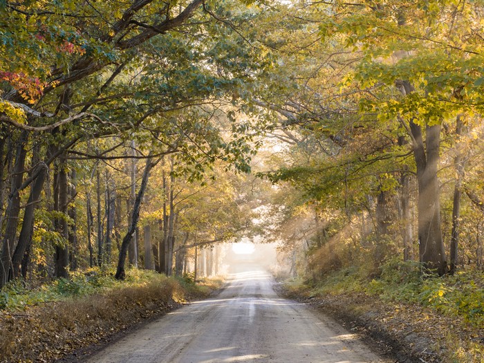 Dirt road through a sunlit autumn forest