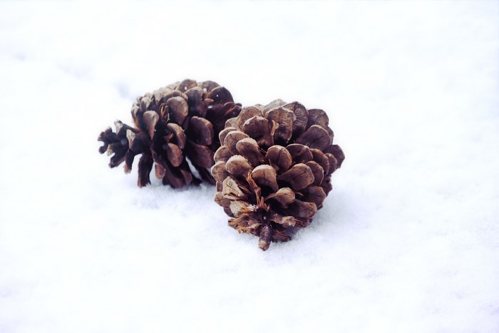Two pine cones on snow
