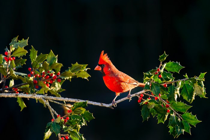 Vibrant Northern Cardinal Perched on Holly Branch