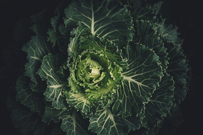 Close-up of a green ornamental cabbage plant